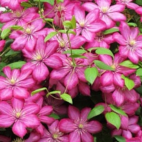 Клематис (Clematis) Виль Де Лион d9 18шт