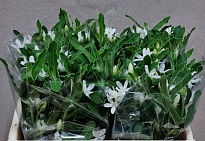 Оксипеталум Alba дл.35 10шт