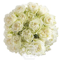 Роза куст. Tessa White Flow дл.50 10шт