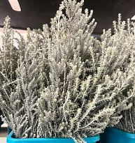 Озотамнус Silver (200gr) 1 пуч 