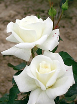 Роза Imperial Rose (B.Topalovic) Ивнинг Стар 2л 1шт