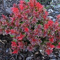 Барбарис (Berberis) тунб. Адмирейшн d9 h10-15 1шт