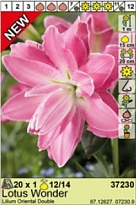 Лилия Лотус Вандер вост.махр.12/14 1шт*