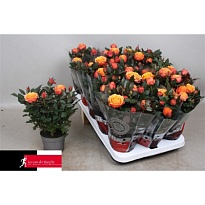 Роза Кордана Гранде Файербёрд d10 h30 15шт