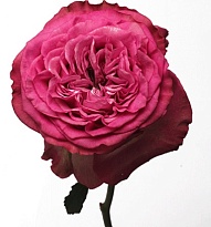 Роза Jet Fresh Flower Queens Crown дл.60 25шт