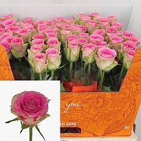 Роза Times Square дл.50 10шт
