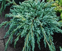 Можжевельник (Juniperus) чешуйчатый Блю Спайдер 3л h25-30 1шт