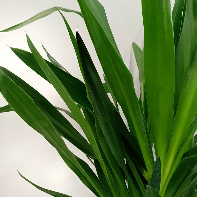 Юкка Элефантис Бранчд d24 h110 1шт