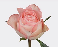 Роза Credible Pearl Jumilia дл.50 10шт