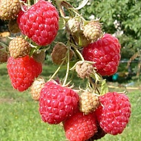 Малина Красная Королева бесшип./Цв.Кор 1шт