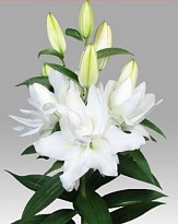 Лилия Dbl Roselily Chardonnay дл.95 3+ 10шт