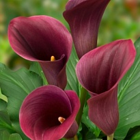 Калла Captain Promise дл.45 10шт