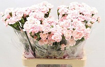 Гвоздика кустовая Cosmopink 10шт