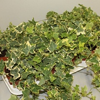 Хедера Голд чаилд d13 h25 8шт