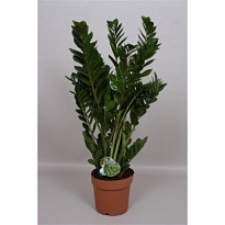 Замиокулькас d24 h95 1шт