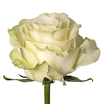 Роза Tqrose Mondial дл.50 25шт
