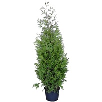 Туя (Thuja) западная Брабант 3л h80-100 1шт