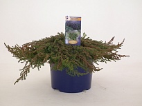 Можжевельник (Juniperus) обыкн.Грин Карпет (KV) d23 h35-40 6шт