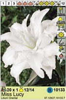 Лилия Мисс Люси вост.12/14 1шт*