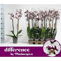 Орхидея Фален. Полька 1 ст d12 h60 10шт