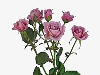 Роза кустовая A-Lady дл.80 10шт