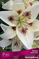 Лилия азиатская Центерфолд 12/14 3шт