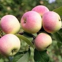 Яблоня Подарок садоводам подвой 54-118 полукарл. (ОКС) 1шт