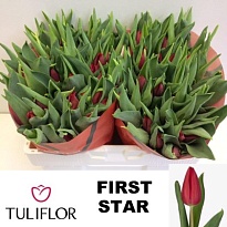 Тюльпан First Star 10шт