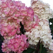 Гортензия (Hydrangea) метельчатая Пинк Леди d9 h20-30 18шт