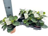 Пеперомия Ред Марджин d12 h15 6шт