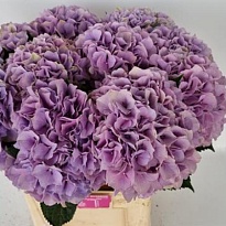 Гортензия Royal Benefit дл.80 d 21-22 1шт