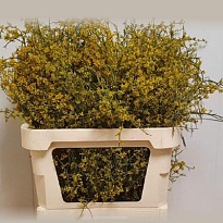 Джениста Yellow пучок 1шт