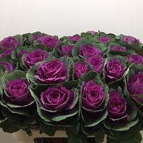 Брасика Crane Ruby 5шт