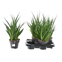 Сансевиерия Кирки Френдс d12 h50 8шт