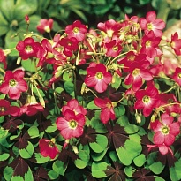 Оксалис Деппе Айрон Кросс 5/+ 20шт*