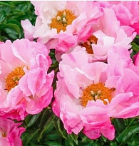 Пион Pink Choice 5шт