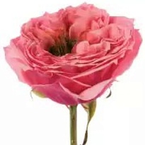 Роза Риджентс Парк пионовид. (МЦ) дл.60 10шт/уп