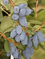 Жимолость Бореал Бист/Цв.Кор