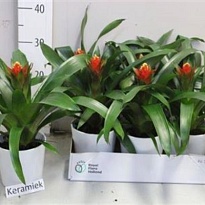 Гузмания Пунта (керамика) d13 h35 6шт