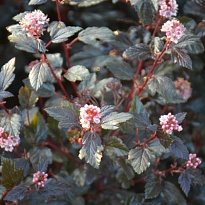 Пузыреплодник (Physocarpus) калинолист. Литтл Джокер d9 h20-30 18шт