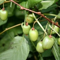 Актинидия коломикта Находка (жен)/Цв.Кор