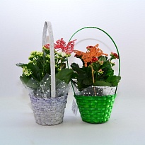 Каланхое в корзинке (деко Бабочка) h28 1шт