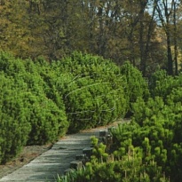 Сосна (Pinus) горная Мугус d9 h15 18шт