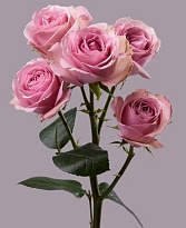 Роза куст. Tessa Pink Irishka дл.60 25шт