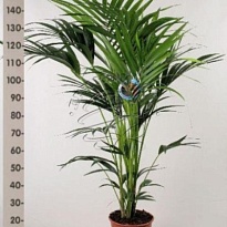 Ховея d24 h160 1шт