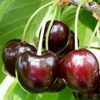 Вишня Ходоса (дюк)/С 1шт