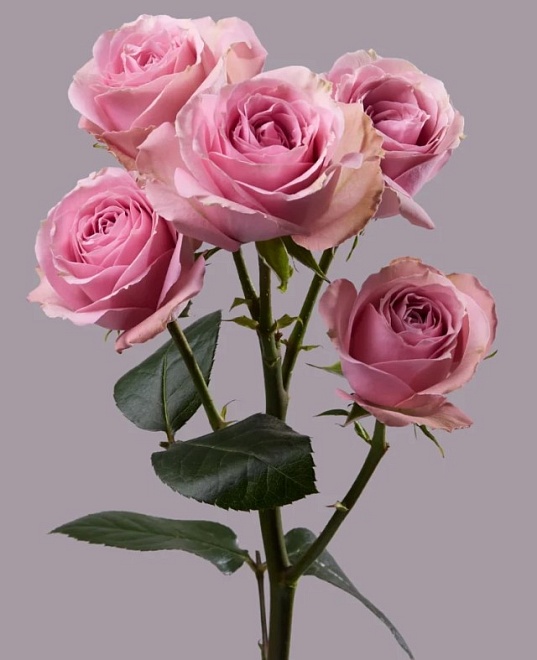 Роза куст. Tessa Pink Irishka дл.60 25шт