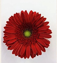 Гербера (Ц) aqua Maestro 10шт