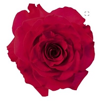 Роза Floricola Attaroses Cia Ltda French Quis дл.60 25шт