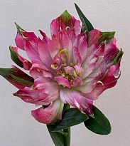 Альстромерия Sofiena 10шт